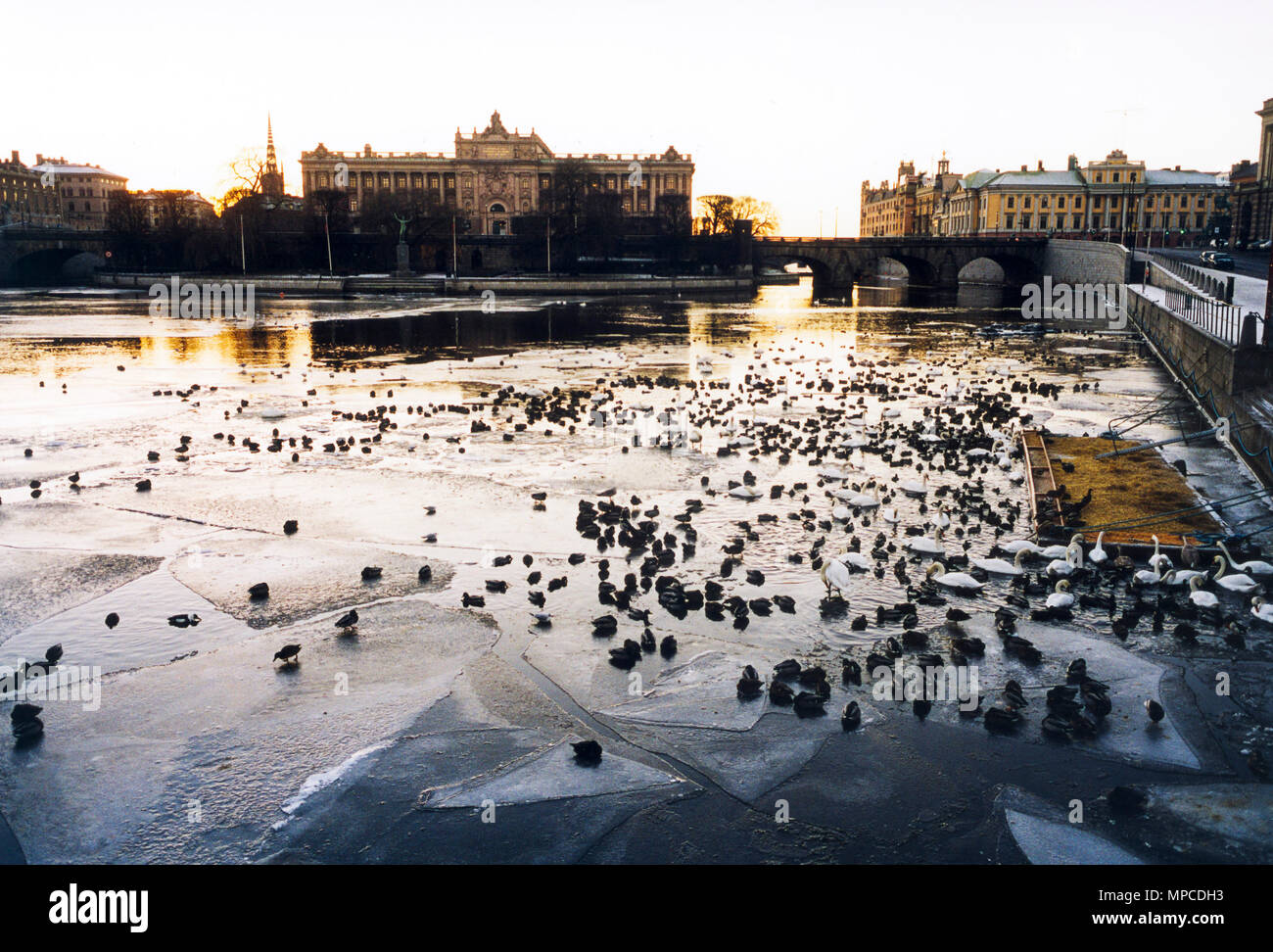 Las aves de invierno en el hielo debajo del edificio del parlamento sueco Foto de stock