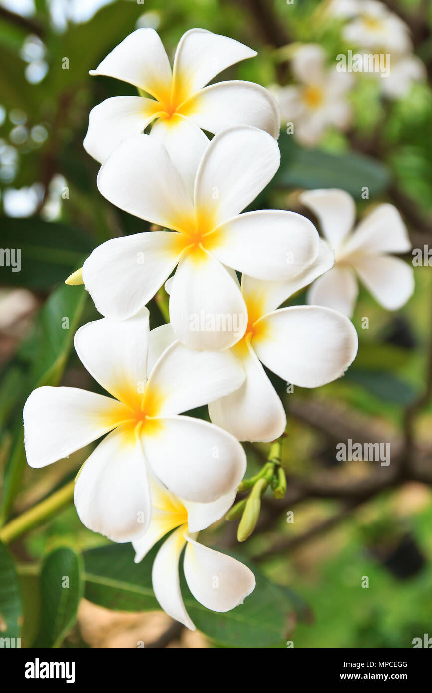En Asia, la hermosa flor blanca flor lelawadee Fotografía de stock - Alamy