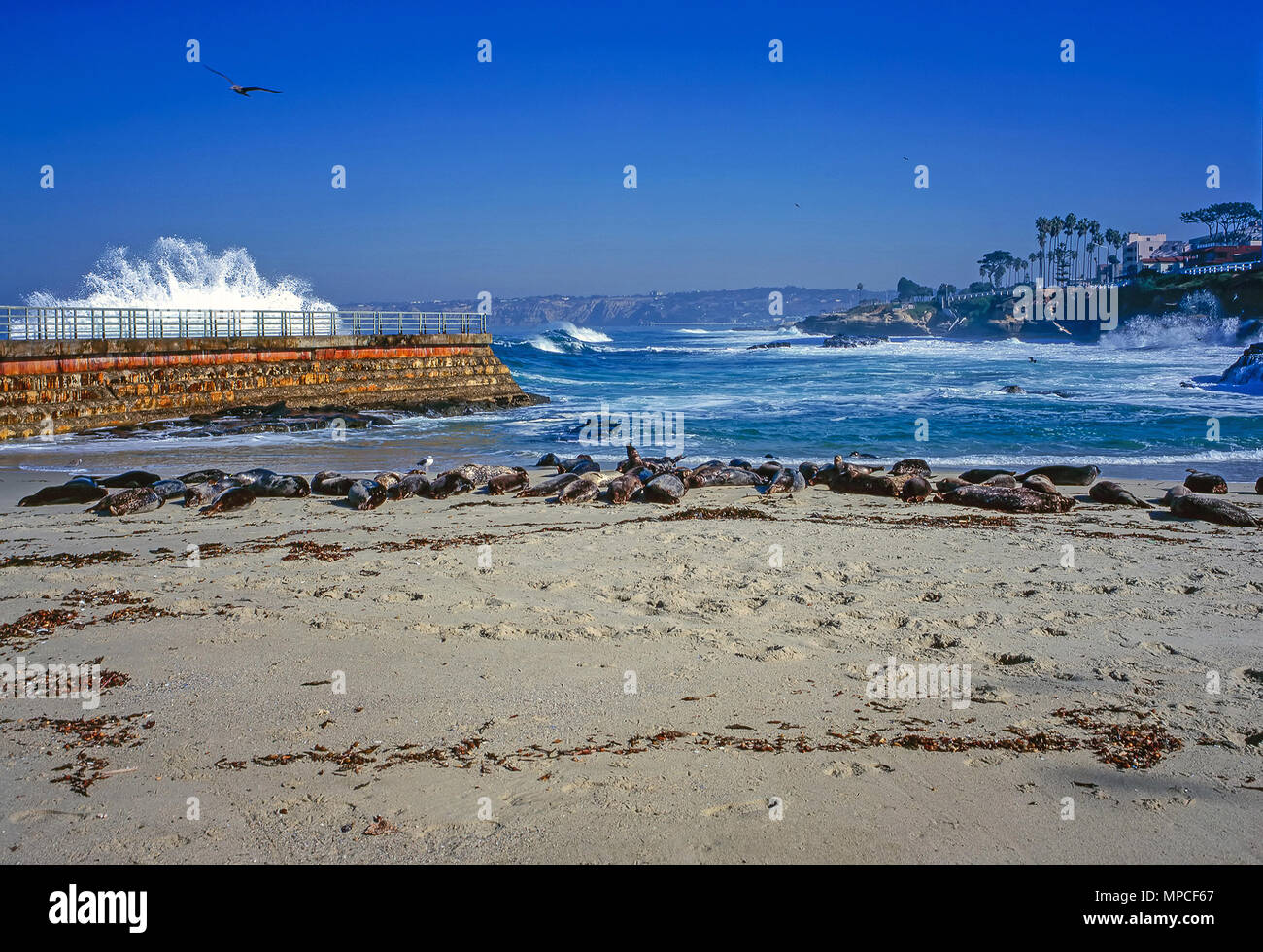 Costa del Pacífico con seal beach en La Jolla, California Foto de stock
