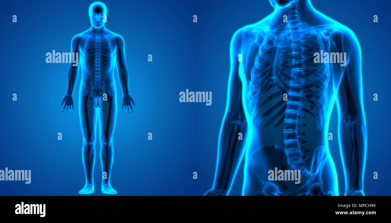 Huesos del Cuerpo Humano Anatomía dolores articulares Foto de stock