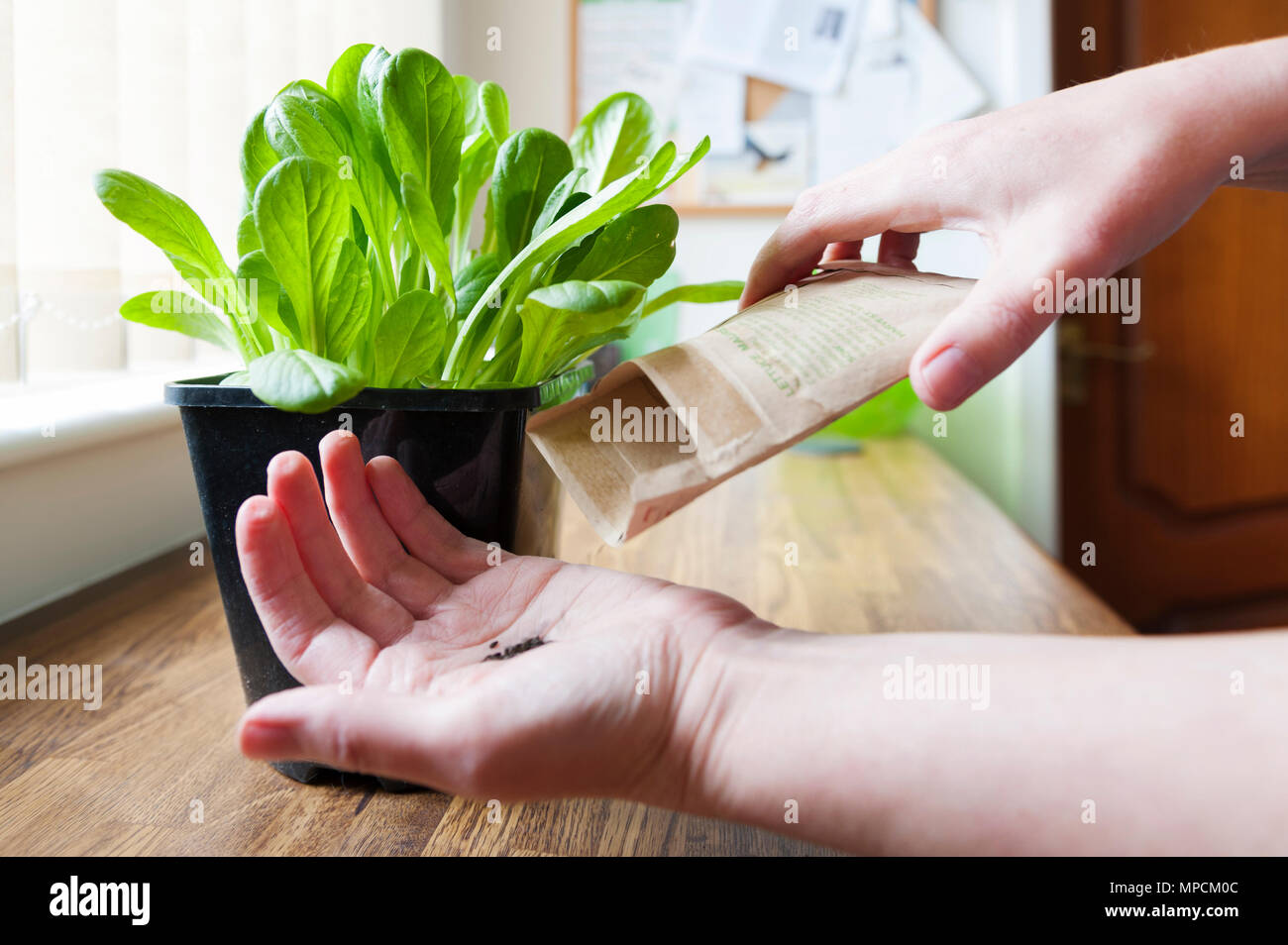 Cultiva tus propias hojas de ensalada, lechuga pequeña joya 'maureen' Foto de stock