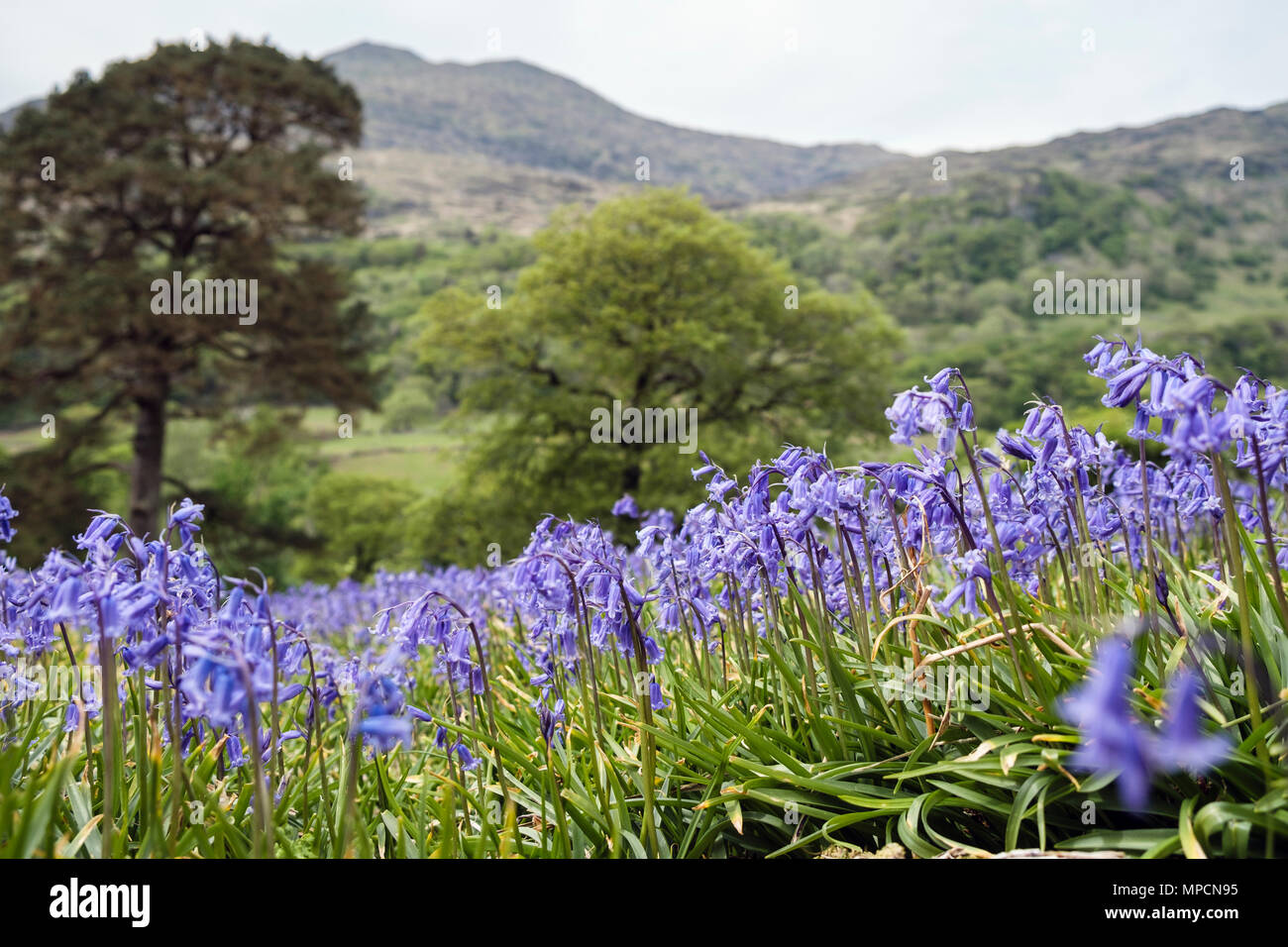 Impresionante vista de campanillas creciendo sobre una ladera abierta en el Parque Nacional de Snowdonia, a finales de primavera a principios de verano. Nant Gwynant Gwynedd Wales Reino Unido Gran Bretaña Foto de stock
