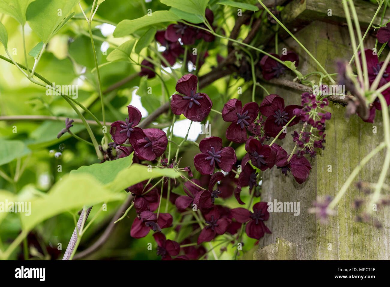 Akebia quinata, Chocolate vid, flores púrpura. Foto de stock