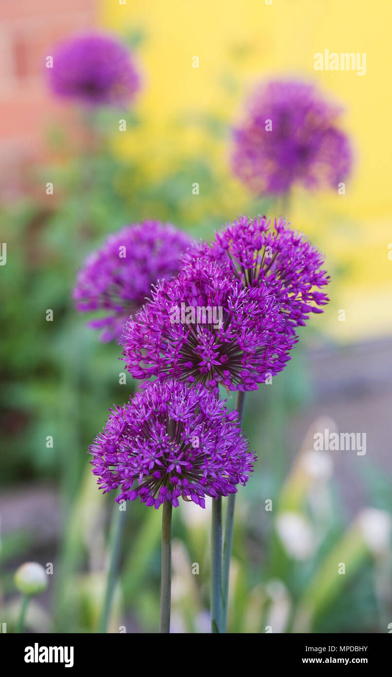 Allium hollandicum 'Purple Sensation" en un jardín en la parte delantera. Foto de stock