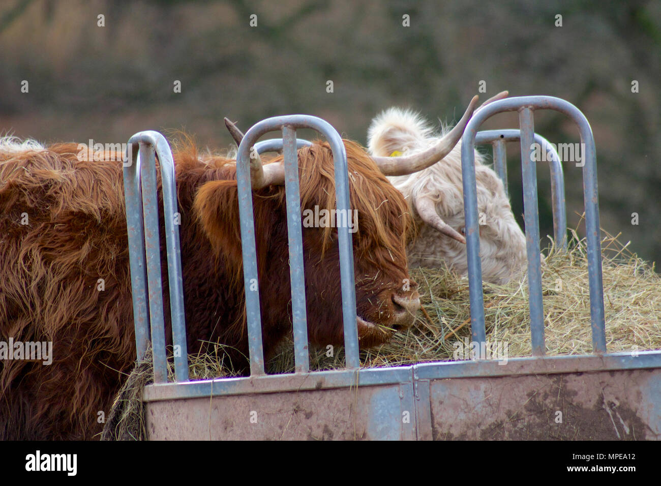 Highland Cow comiendo heno Foto de stock