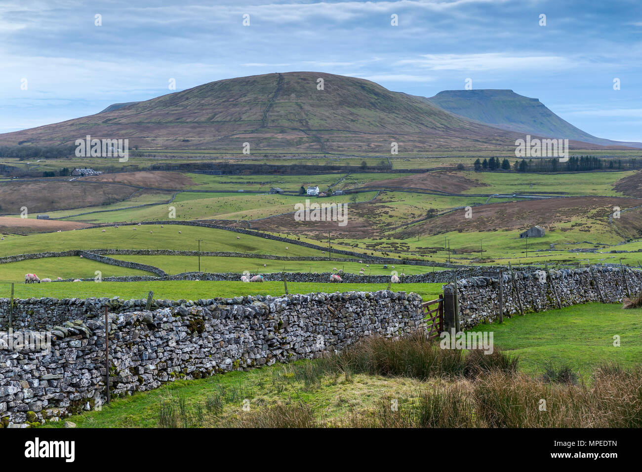 Cayó y estacionamiento, Ingleborough Ribblehead, Yorkshire Dales National Park, Inglaterra, Reino Unido, Europa. Foto de stock