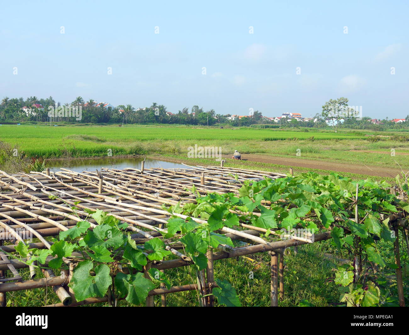 Hermoso paisaje con melón de vides en pérgola de bambú, casas y agricultores que trabajan en el campo en el fondo muy temprano en la mañana en Hoi An Foto de stock