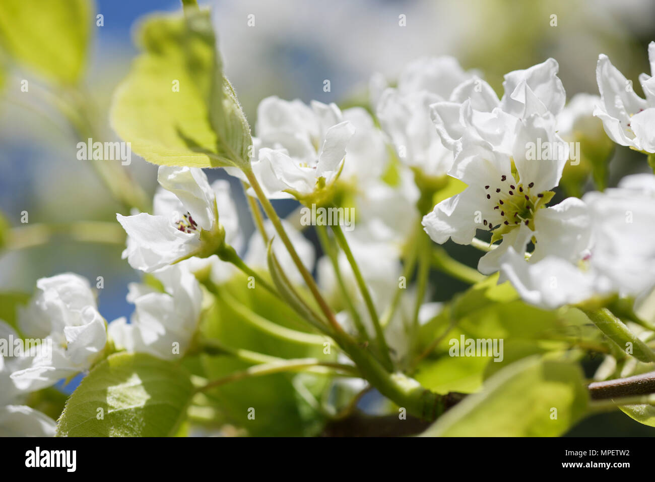 Primer plano de flores, pera asiática nashi, pera Pyrus pyrifolia, hermosas flores blancas en la luz del sol Foto de stock