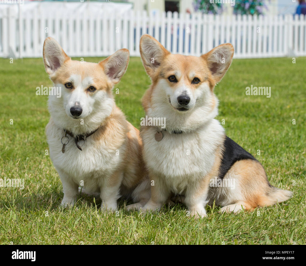 Dos perros corgi Pembroke Foto de stock
