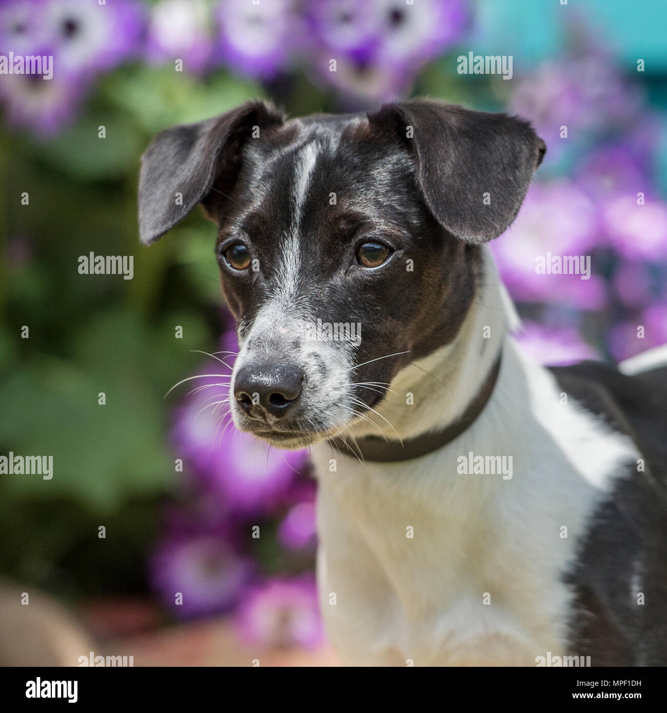 Jack Russell terrier Foto de stock
