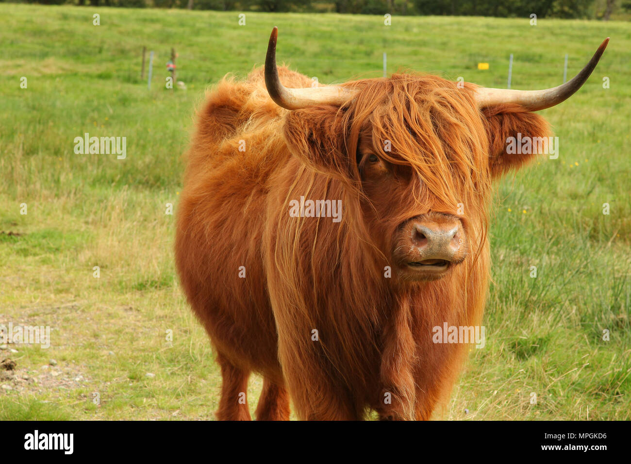 Cerca de Scottish highland cow en campo Foto de stock