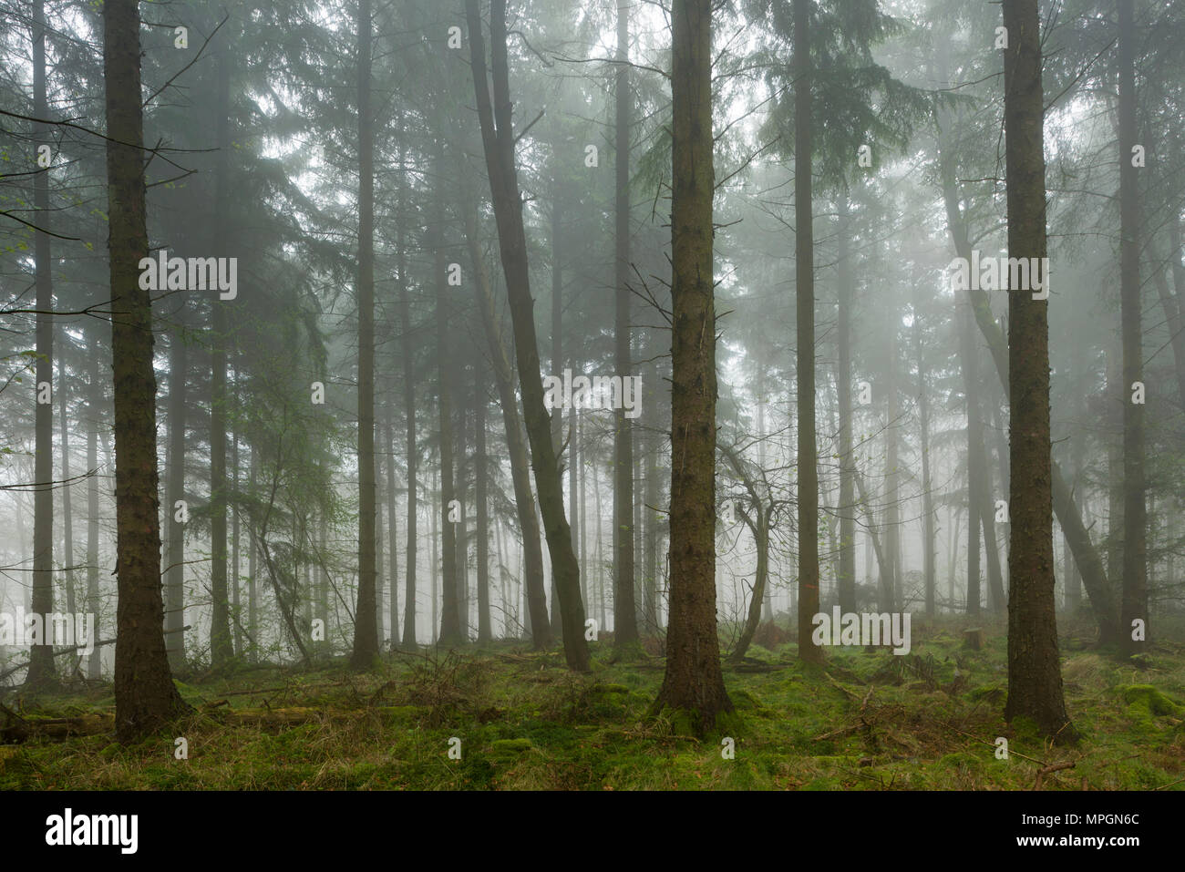 Un brumoso bosque de coníferas. Mendip Hills, Somerset, Inglaterra. Foto de stock
