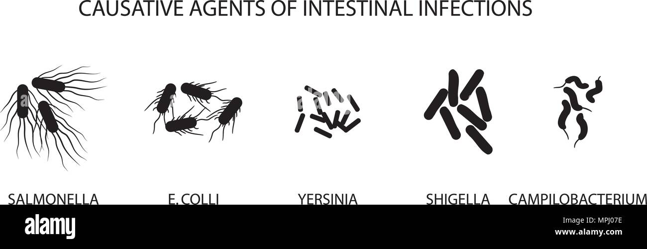 Ilustración de agentes causantes de las infecciones intestinales agudas Ilustración del Vector