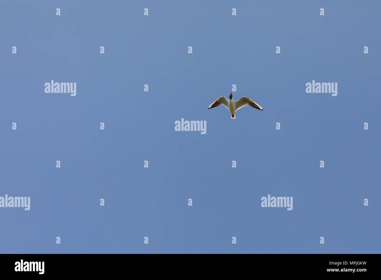 Gaviota de cabeza negra (Chroicocephalus ridibundus), en vuelo contra un cielo azul Foto de stock