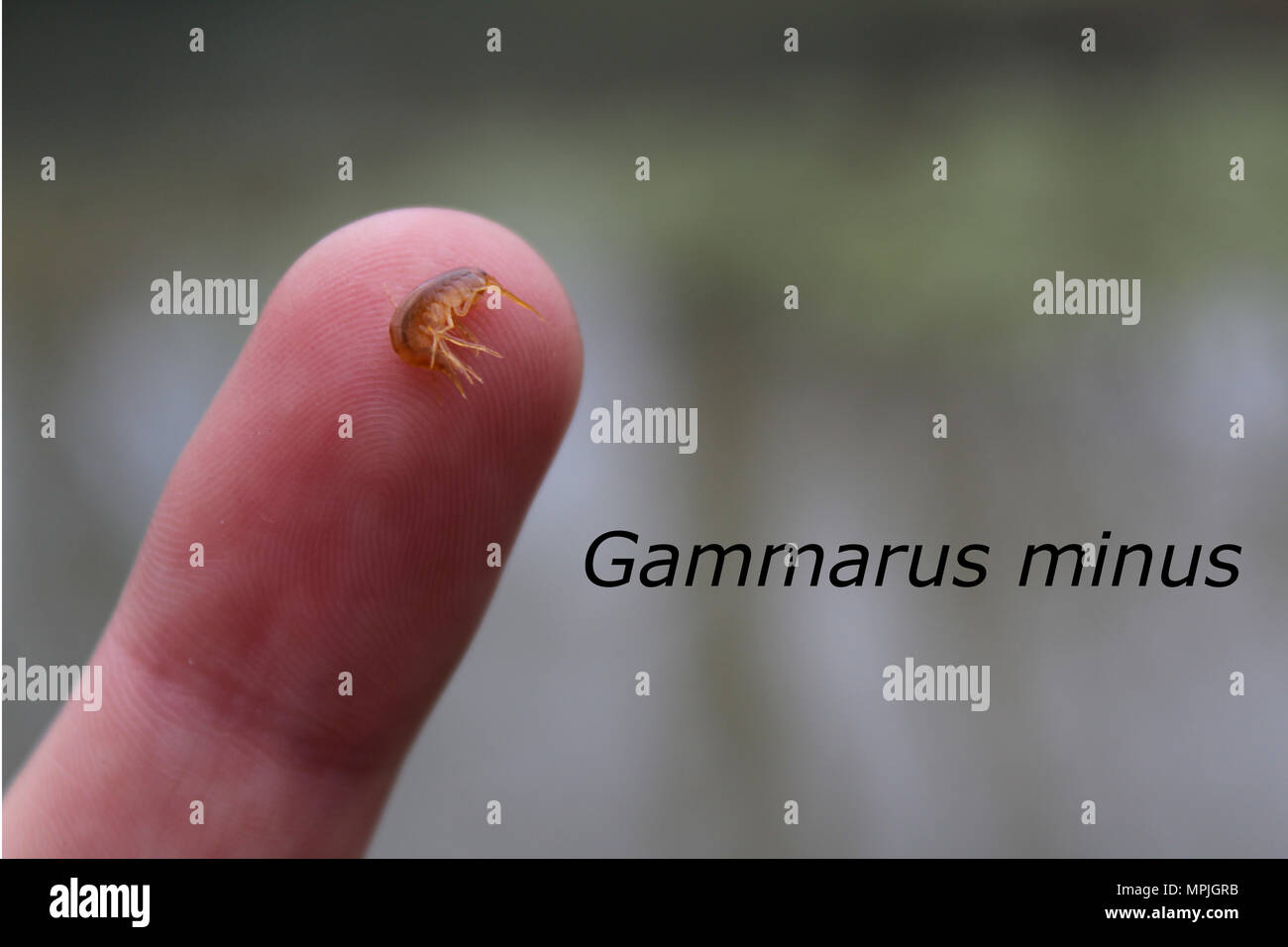 Un ejemplo de Gammarus minus (camarones de agua dulce) que se encuentran en un muelle alimenta corriente; Huntingdon County, Pennsylvania. Foto de stock