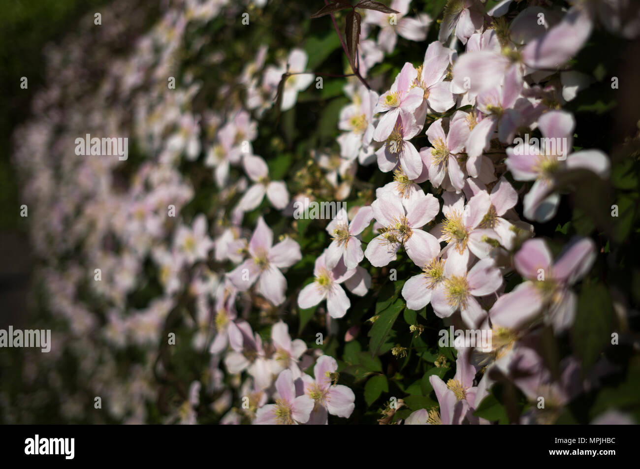 Clematis Montana crece en un jardín inglés tradicional país de Thaxted Essex, Inglaterra en mayo. Foto de stock