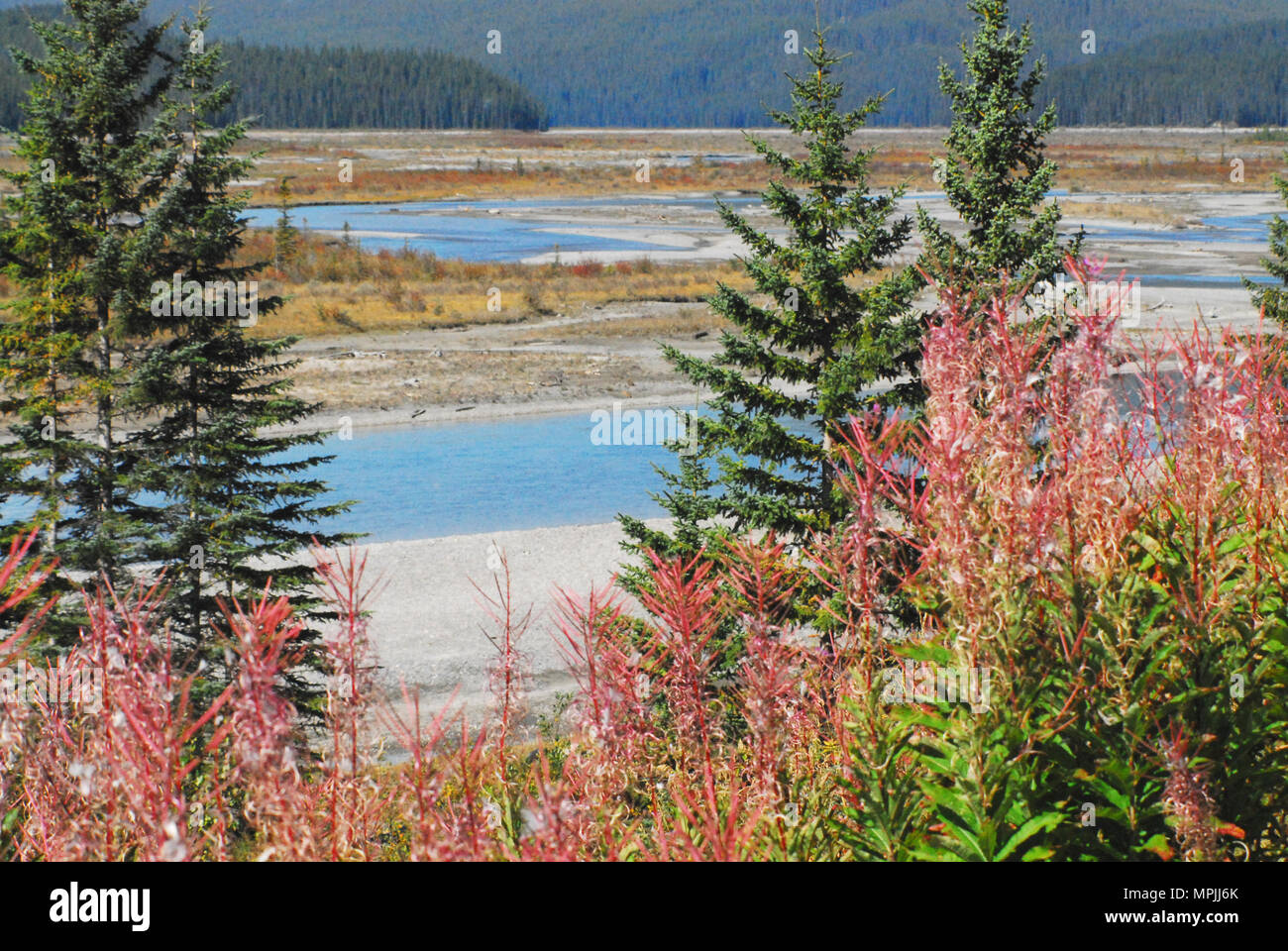 Un colorido panorama de un hermoso río trenzadas en Alberta, Canadá Foto de stock