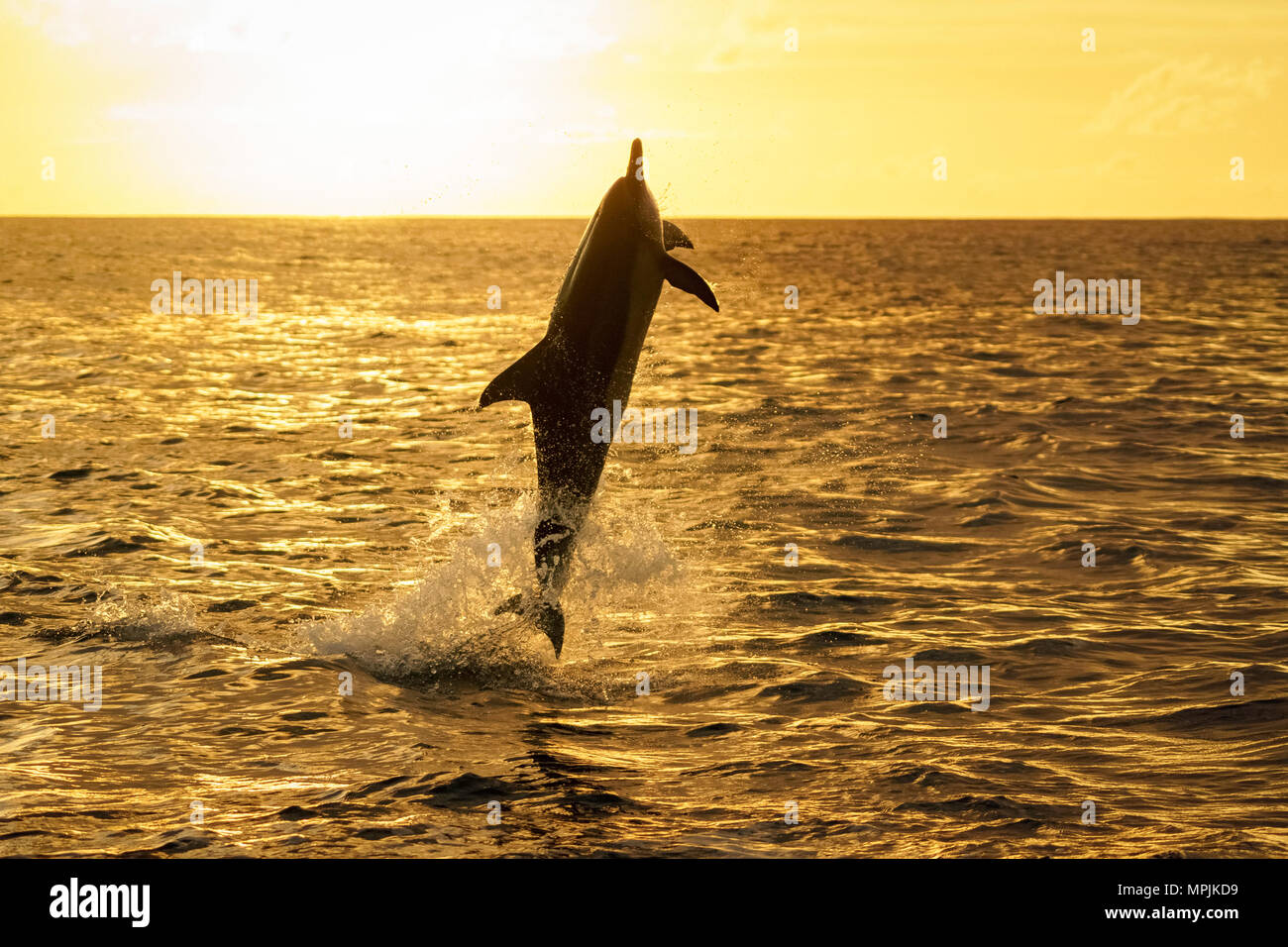 Delfines, Stenella longirostris, saltando, saltando, al atardecer, silueta Chichi-jima, Islas Bonin, Islas Ogasawara, Patrimonio Mundial de la UNESCO Foto de stock