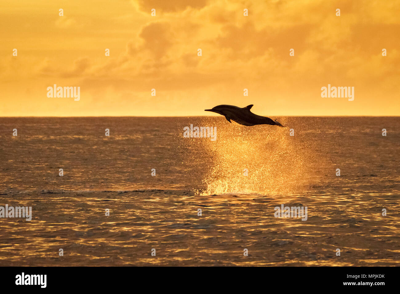 Delfines, Stenella longirostris, saltando, saltando, al atardecer, silueta Chichi-jima, Islas Bonin, Islas Ogasawara, Patrimonio Mundial de la UNESCO Foto de stock
