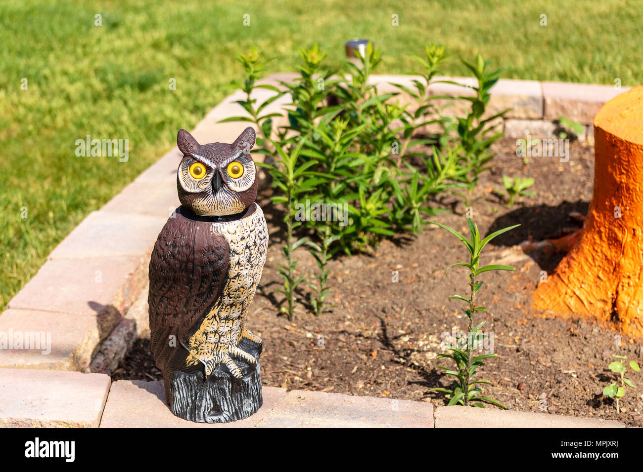 El cimbel woodsy owl proteger las plantas de jardín Foto de stock