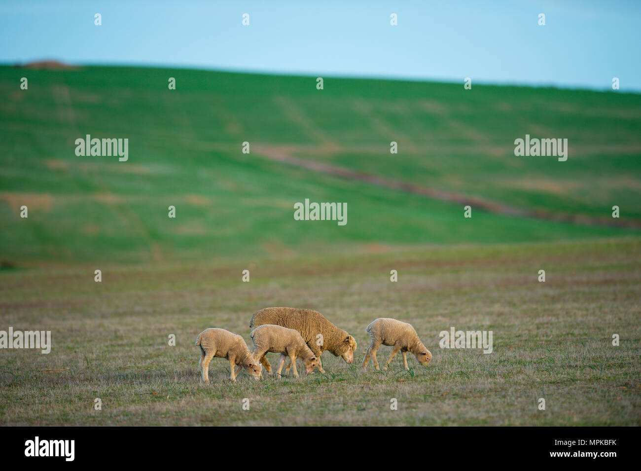 Una granja típica en Western Cape, Sudáfrica Foto de stock