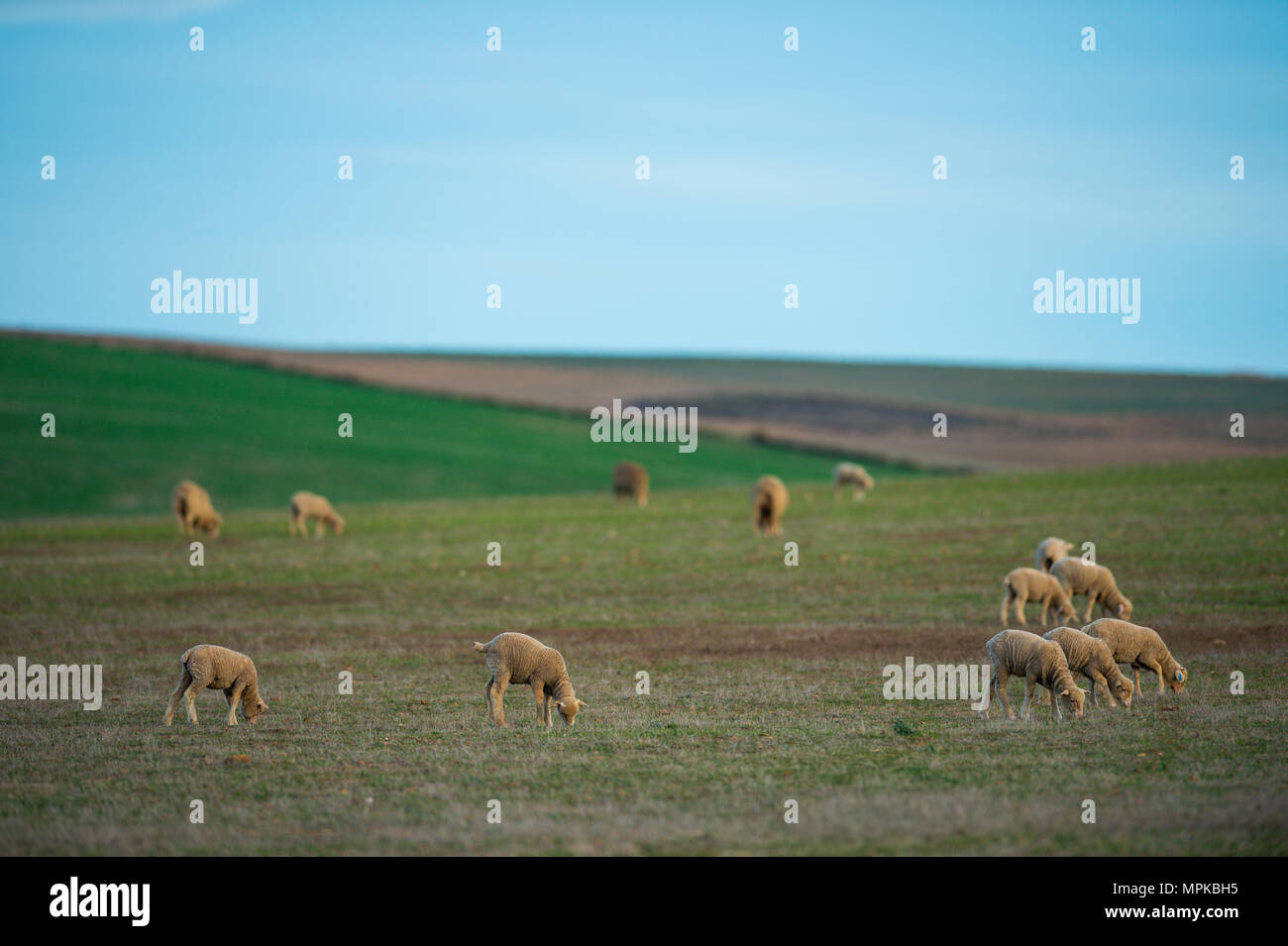 Una granja típica en Western Cape, Sudáfrica Foto de stock