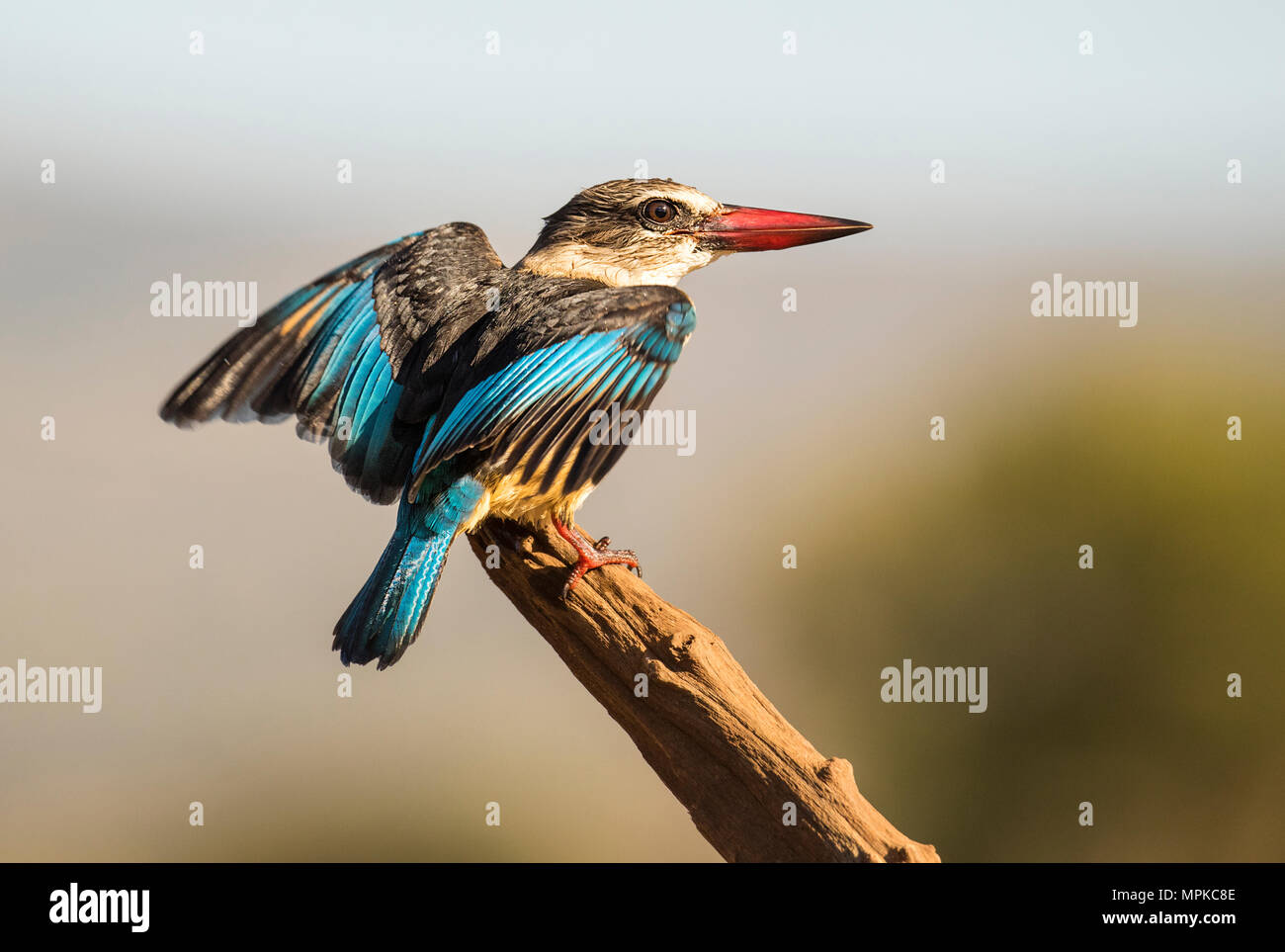 Brown-hooded Kingfisher con alas mostrando su aleta azul plumas Foto de stock