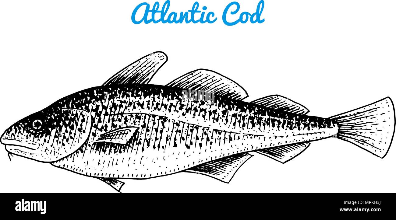 El bacalao del Atlántico. El lago y el río pescado. Las criaturas del mar. El acuario de agua dulce. Para el menú de mariscos. Grabado dibujado a mano en old vintage sketch. El bacalao del Atlántico. El lago y el río pescado. Las criaturas del mar. El acuario de agua dulce. Para el menú de mariscos. Grabado dibujado a mano en old vintage sketch.