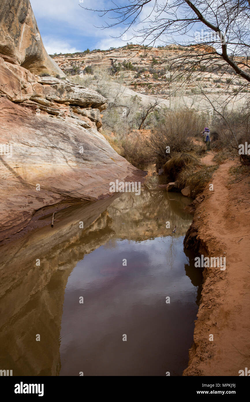 Arroyo después de una lluvia y ruta de senderismo cerca del puente Kachina en Monumento Nacional Natural Bridges, Utah Foto de stock