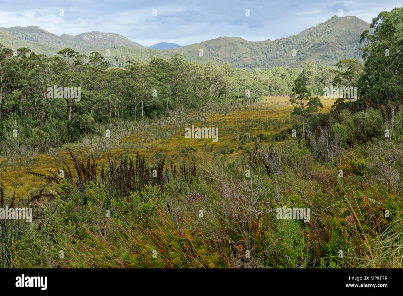 Oceanía, Australia; Australia, Tasmania; Parque Nacional Franklin-Gordon Wild Rivers; UNESCO; Patrimonio de la humanidad. Foto de stock