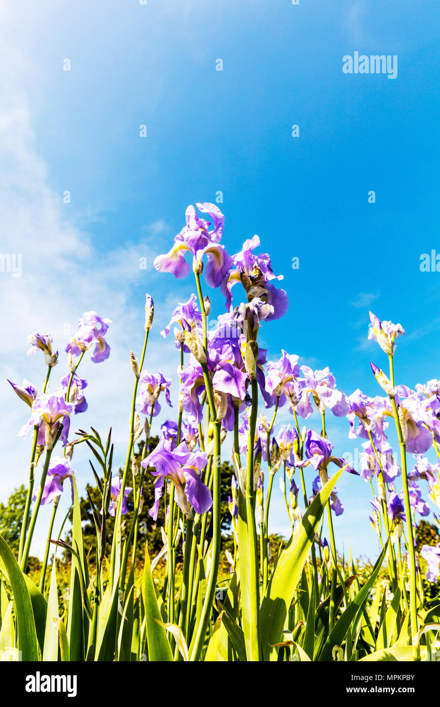 Hierbas perennes del iris fotografías e imágenes de alta resolución - Alamy