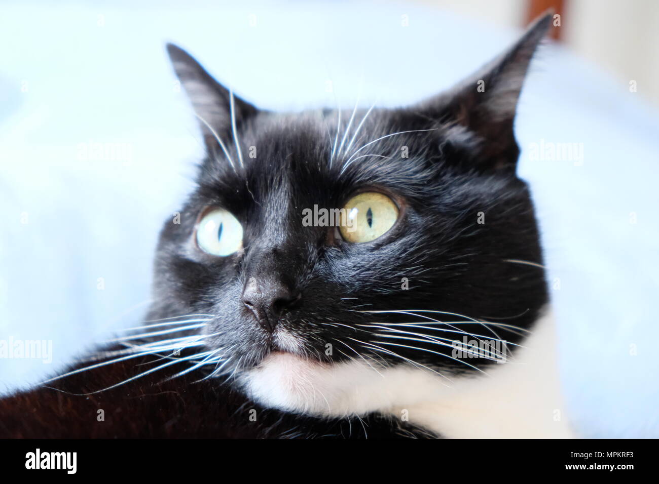 Gato Blanco y negro en la cama Foto de stock