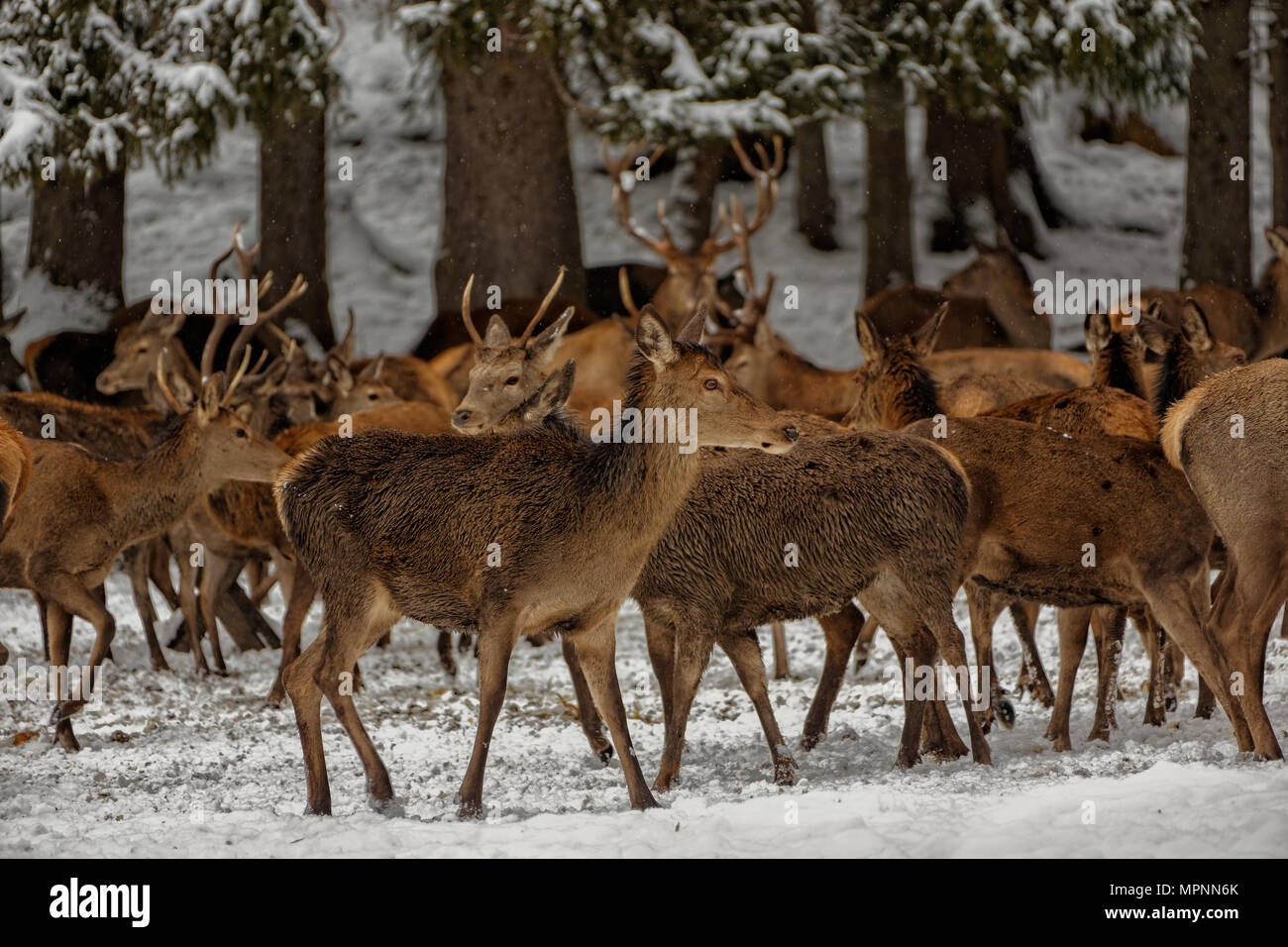 Ciervos en invierno. Hirsche im Winter. Foto de stock