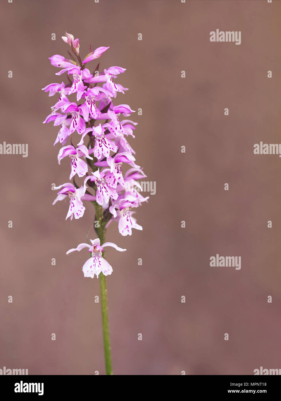 Heath spotted orchid. Dactlylorhiza maculata. Foto de stock