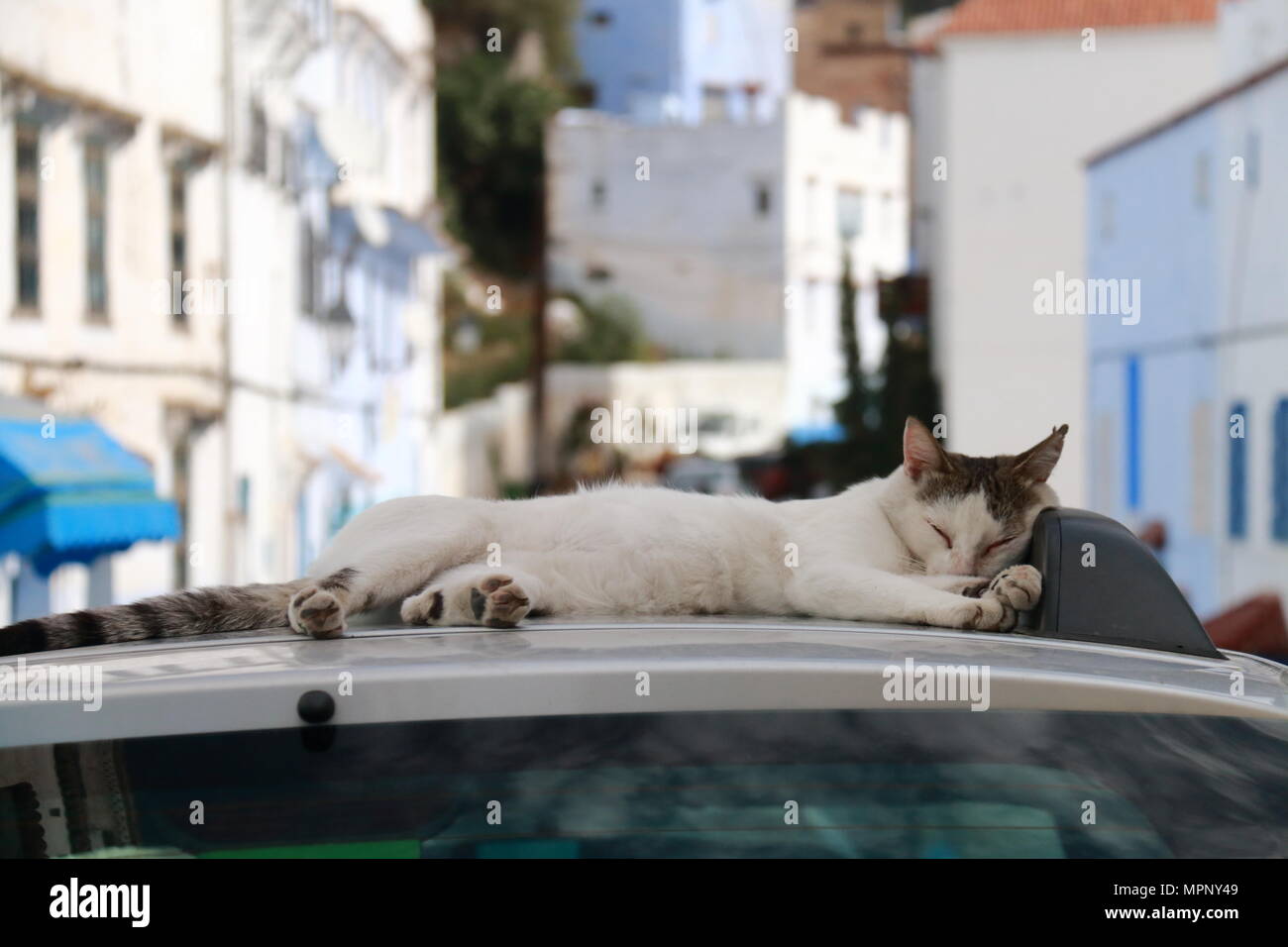 Gato durmiendo en el techo de un coche Foto de stock