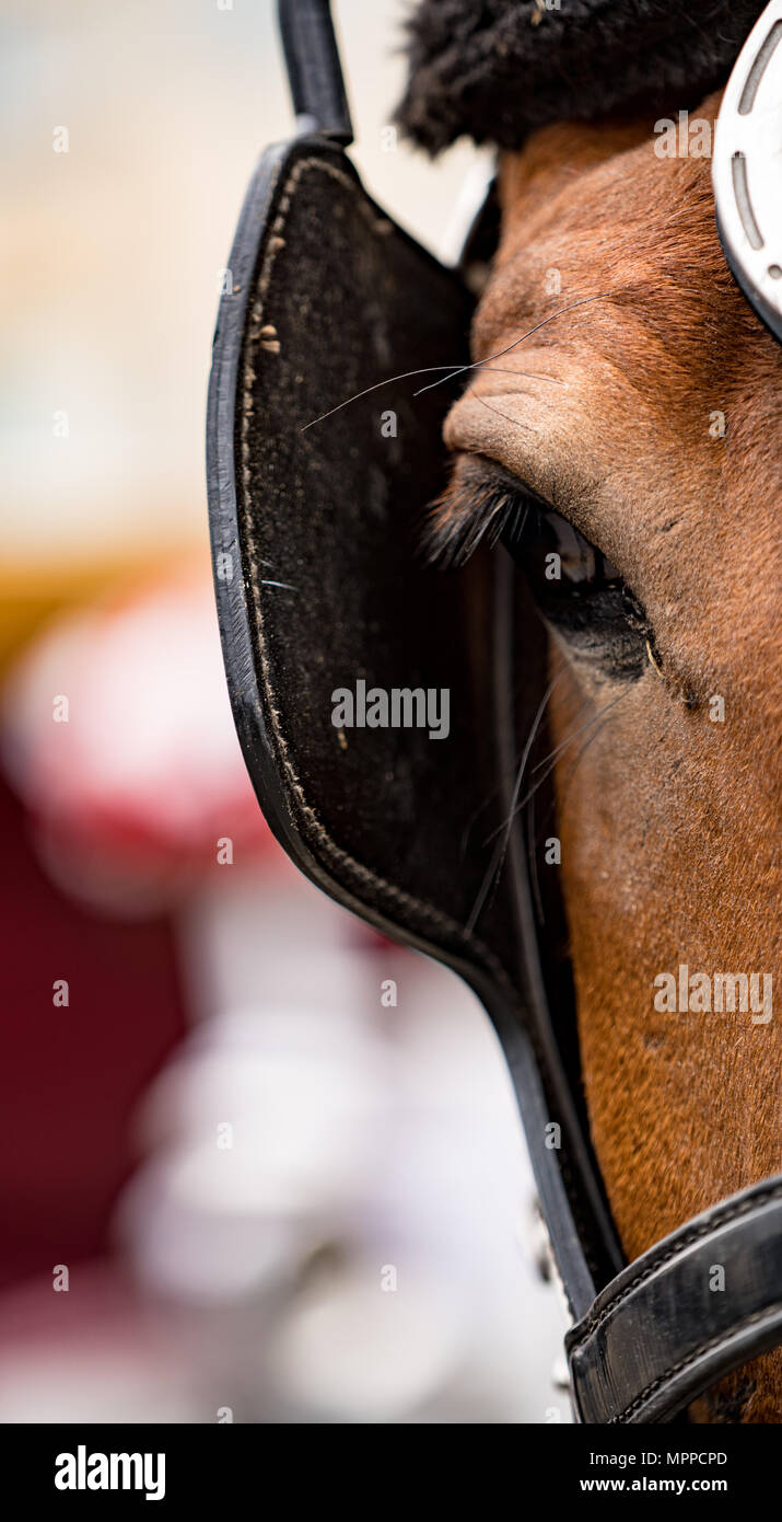 Caballo con anteojeras fotografías e imágenes de alta resolución - Alamy