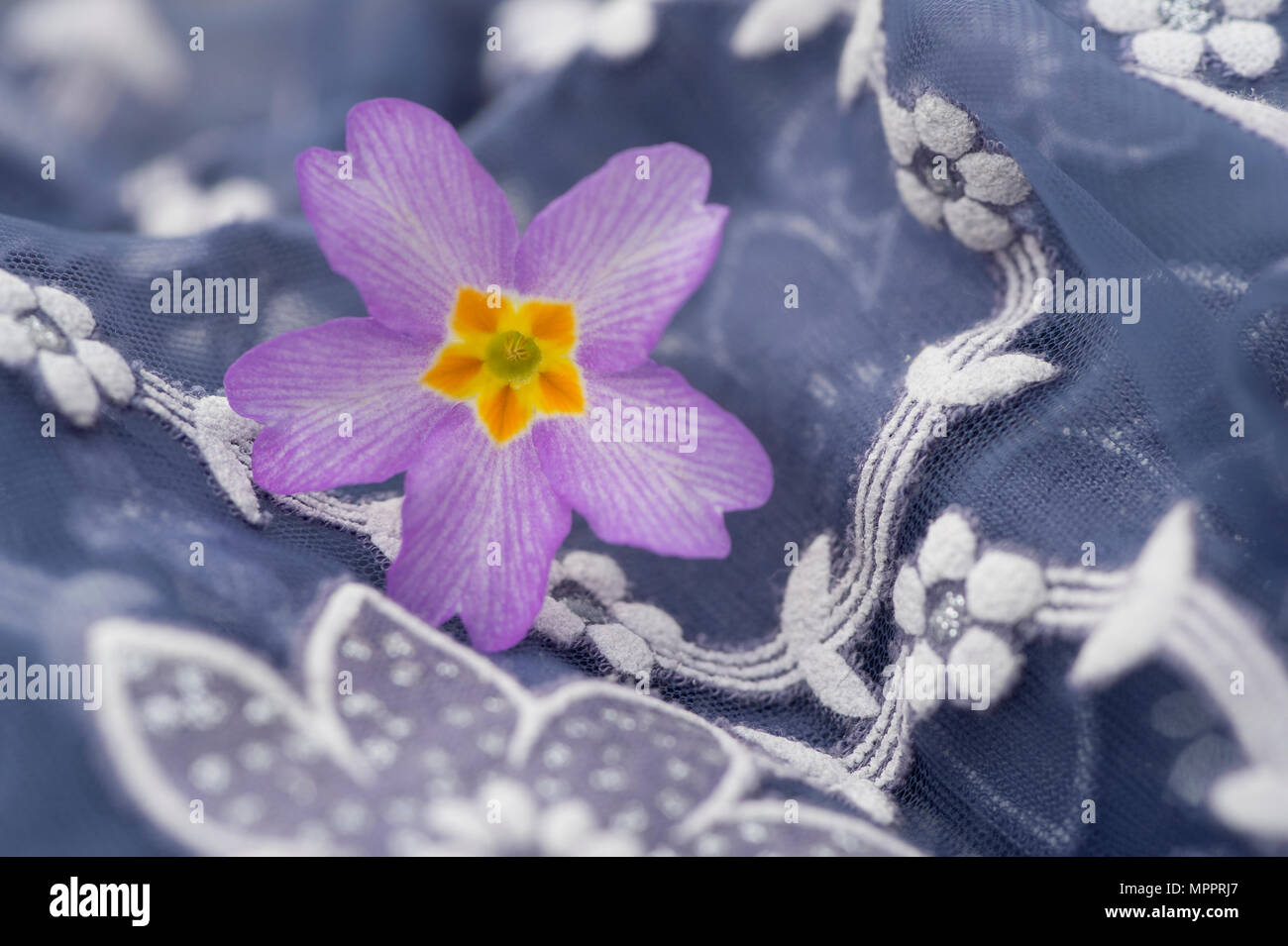Flor de primrose sobre telas floreadas, close-up Fotografía de stock - Alamy Flor de primrose sobre telas floreadas, close-up Fotografía de stock - Alamy