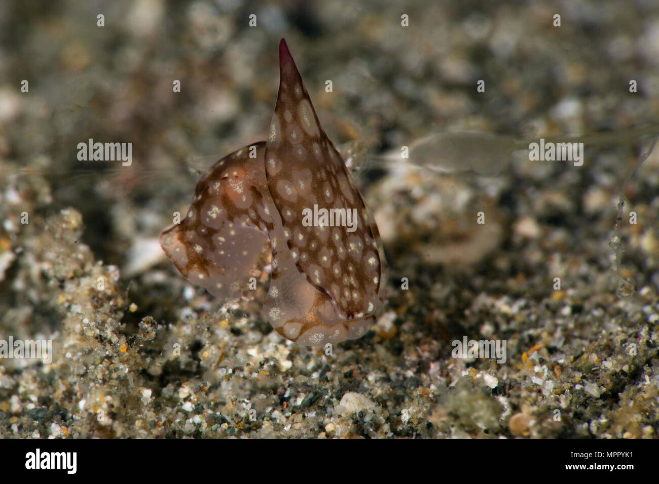 Babosas de Mar Philinopsis ctenophoraphaga Gosliner. Foto tomada en Anilao, Filipinas Foto de stock