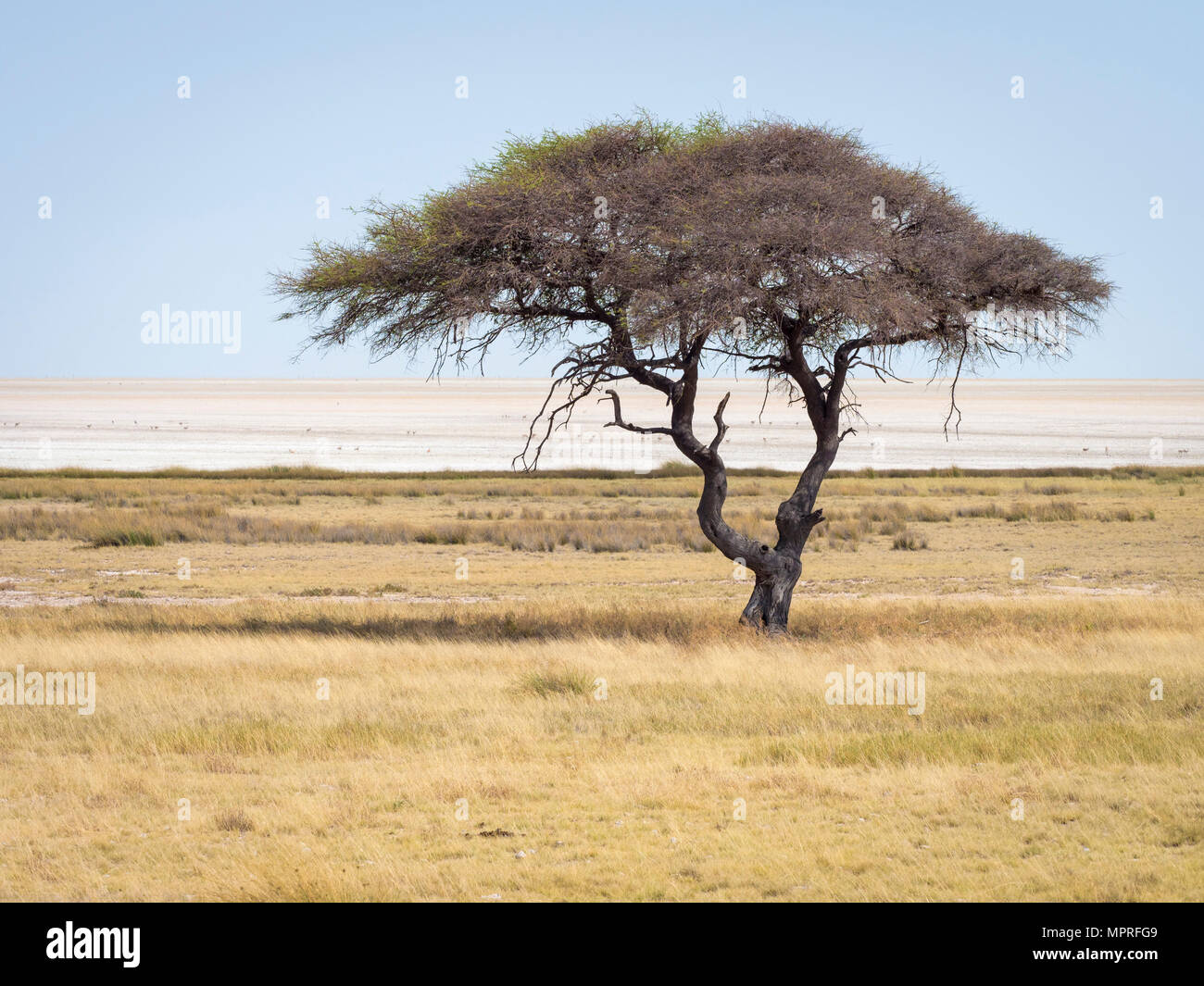 África, Namibia, el Parque Nacional de Etosha, solitario árbol Foto de stock