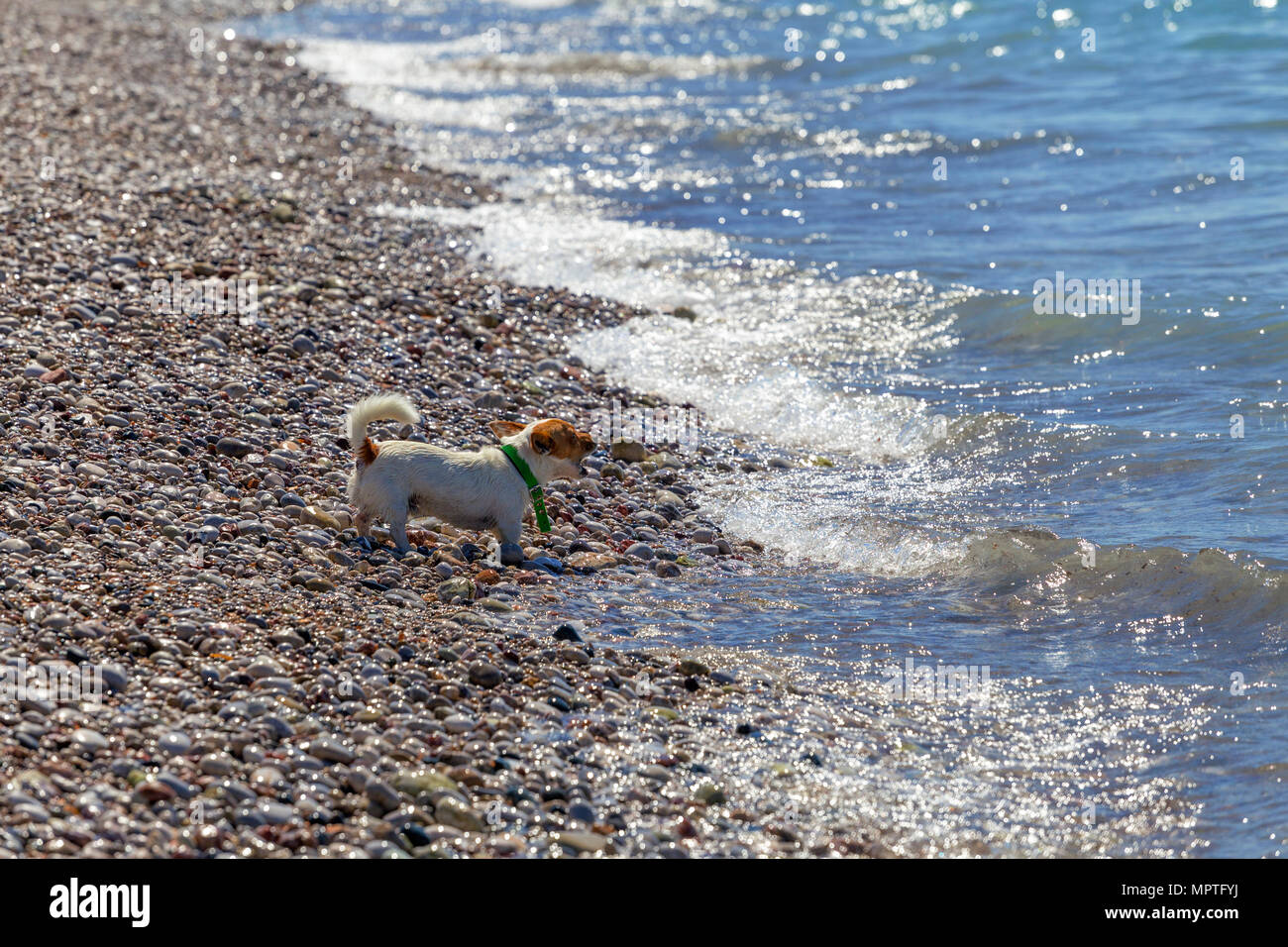 Perro ladrando en olas. Perro Feliz jugando en la playa Fotografía de stock  - Alamy