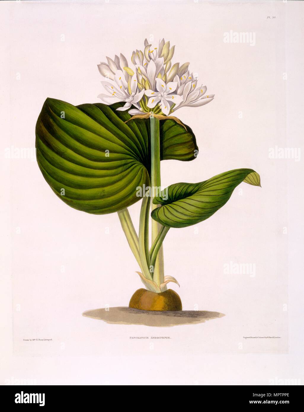 Pancratium Amboinense, 1831-1834. Foto de stock