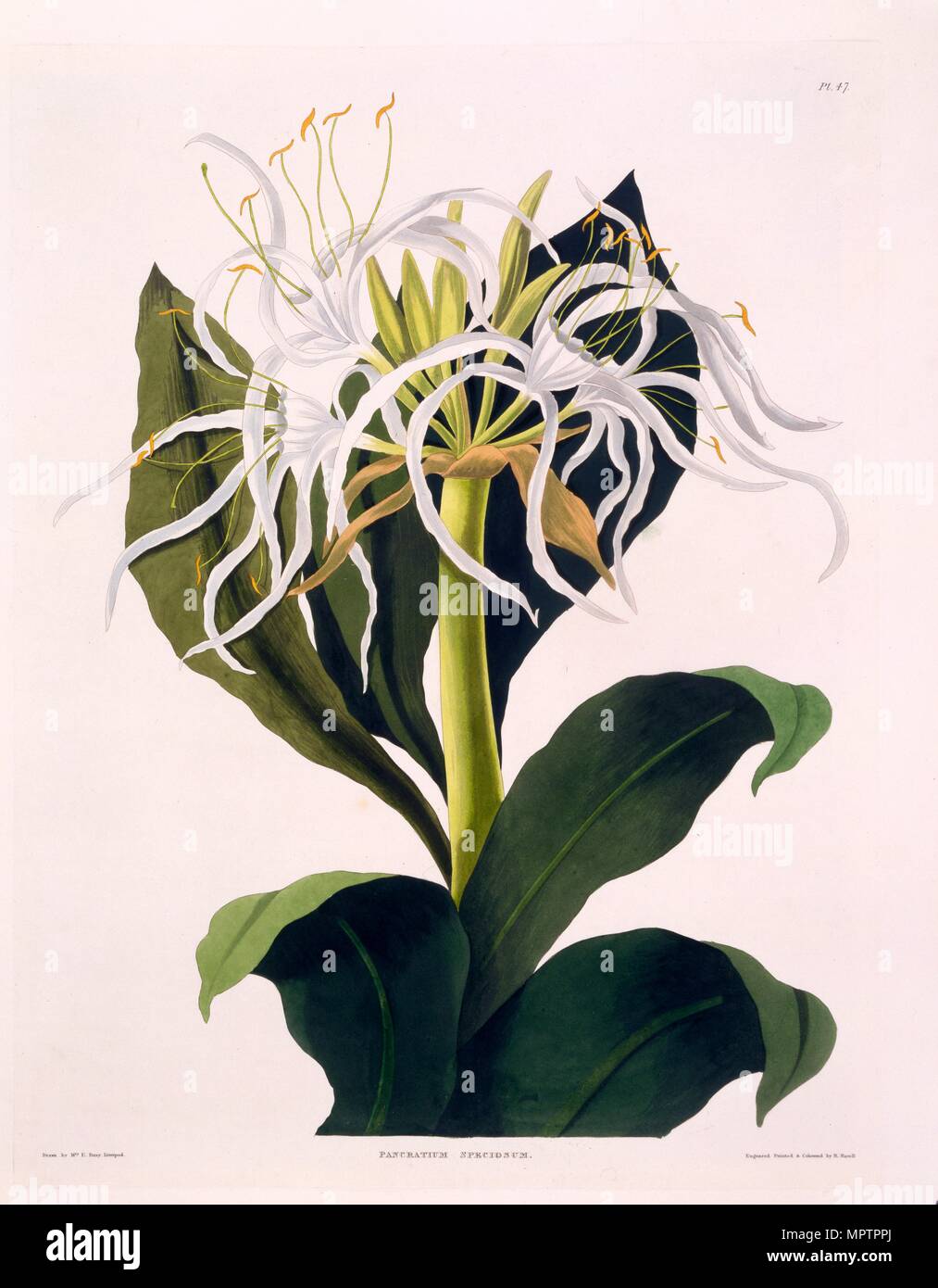 Pancratium Speciosum, 1831-1834. Foto de stock