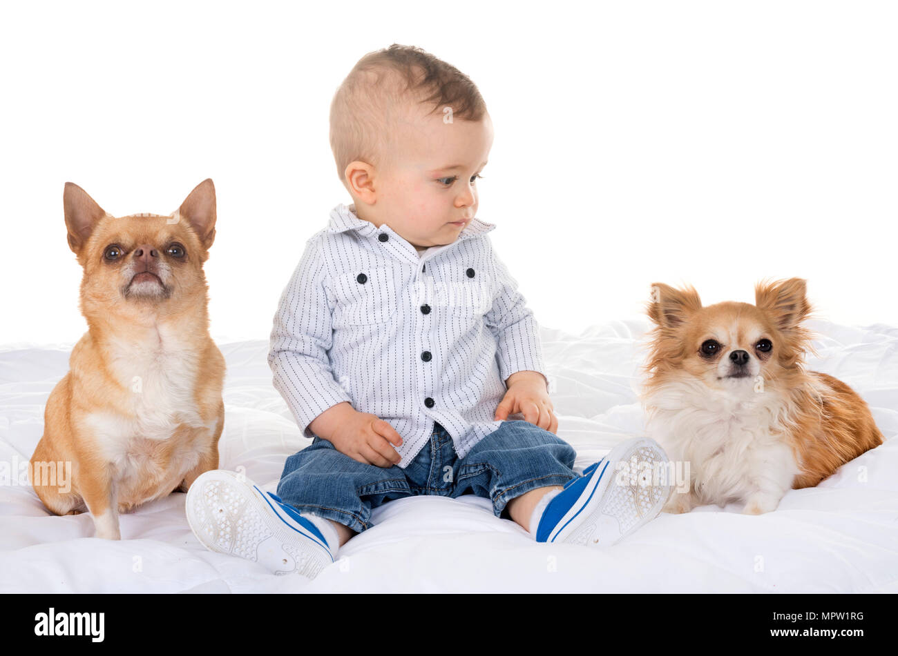 Bebe Humano Y Chihuahua En Frente De Fondo Blanco Fotografia De Stock Alamy