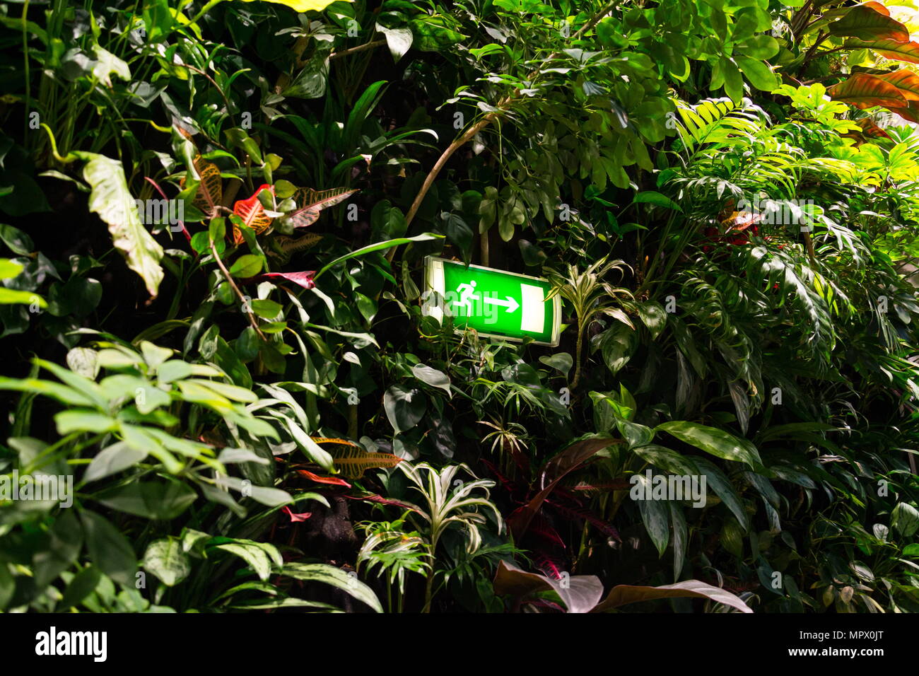 Salir Signo Luminoso Verde Viviendo Pared Verde Jardin Vertical