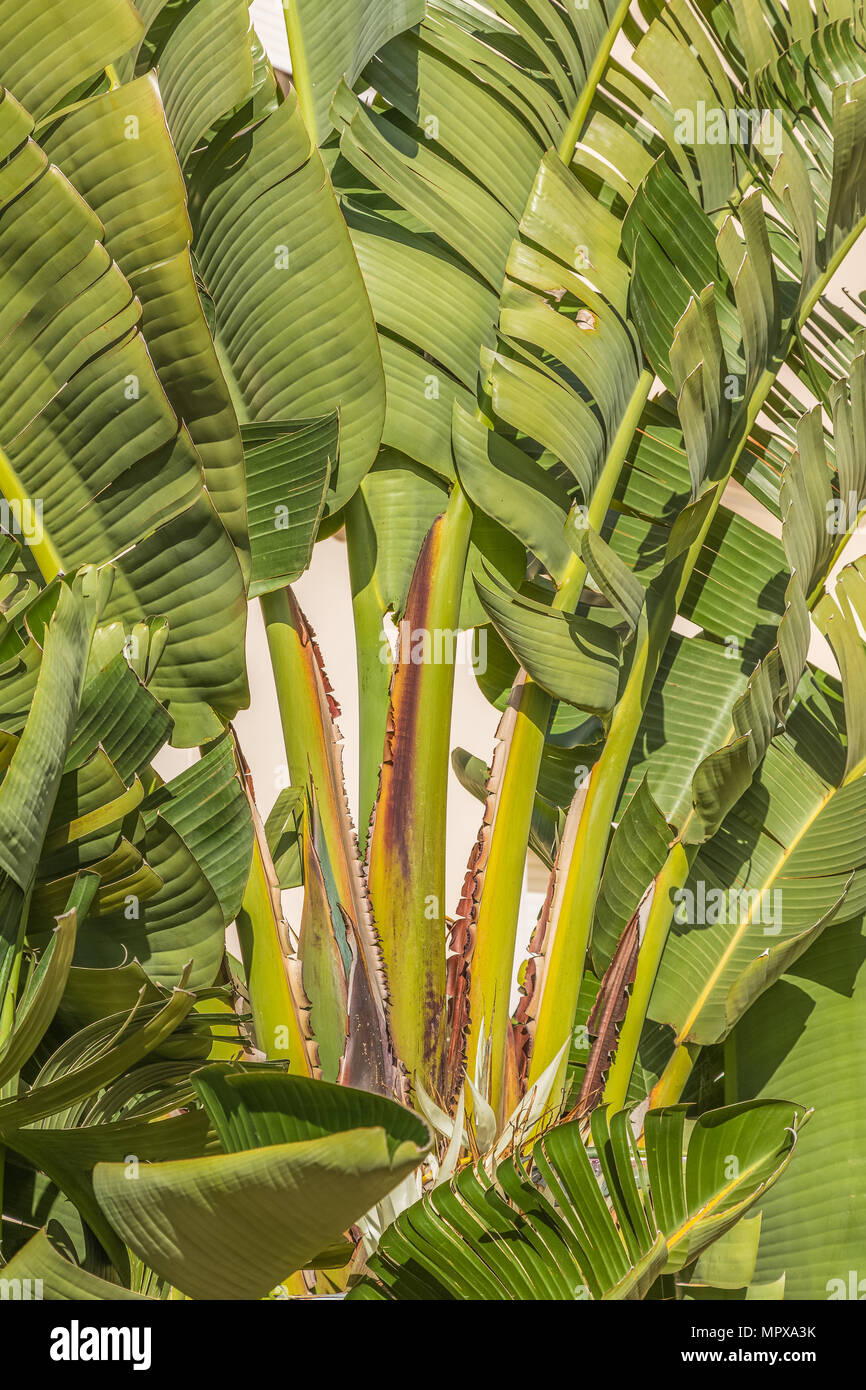 Banana-como las hojas de un gran Strelitzia nicolai, planta ave del paraíso  blanco Fotografía de stock - Alamy