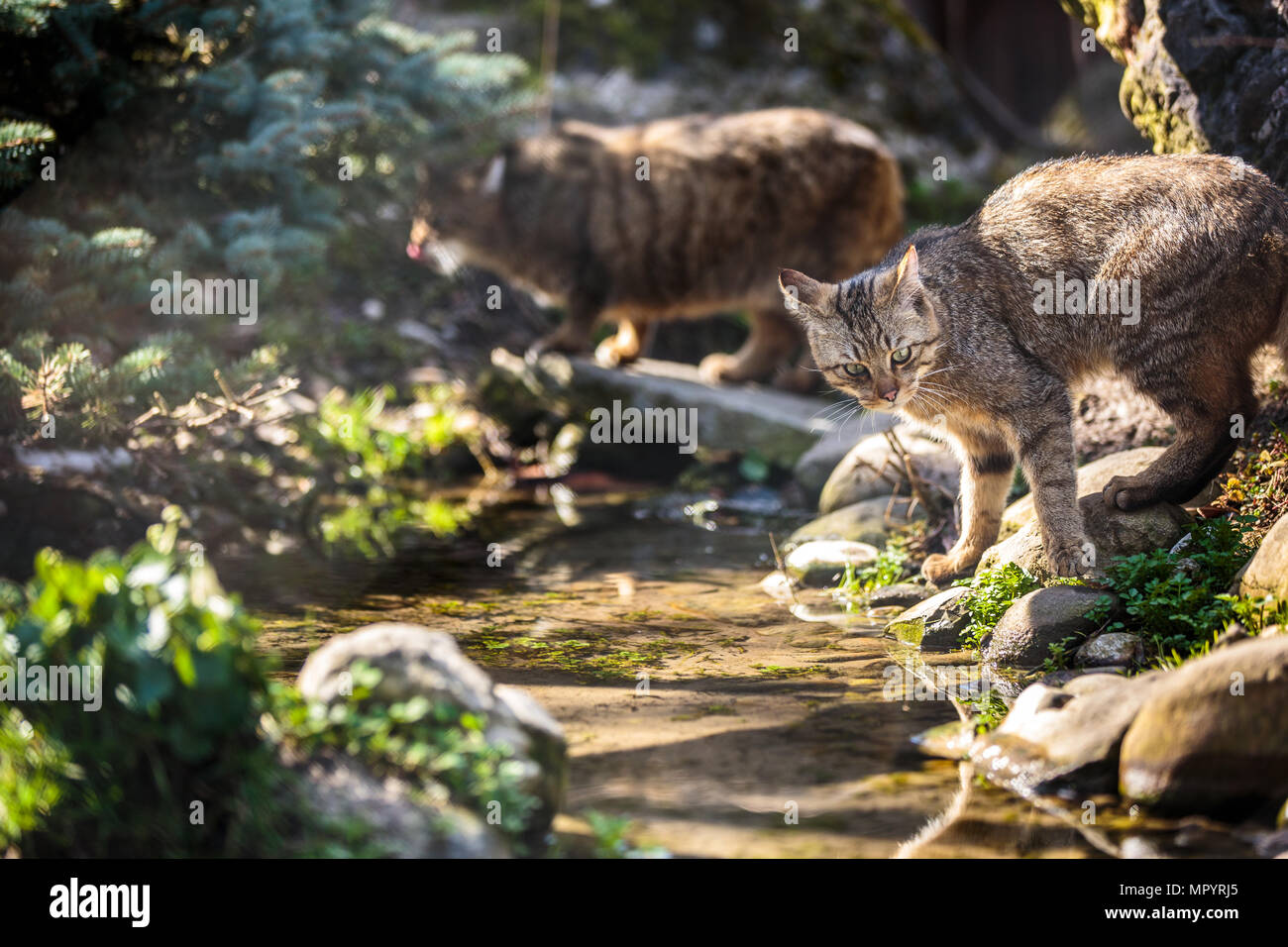 Gato Montés (Felis silvestris) en su hábitat natural Fotografía de stock -  Alamy