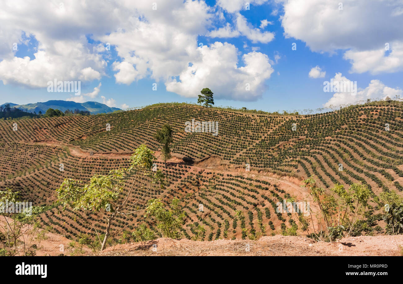 La vista horizontal en los campos de café en las montañas de Honduras