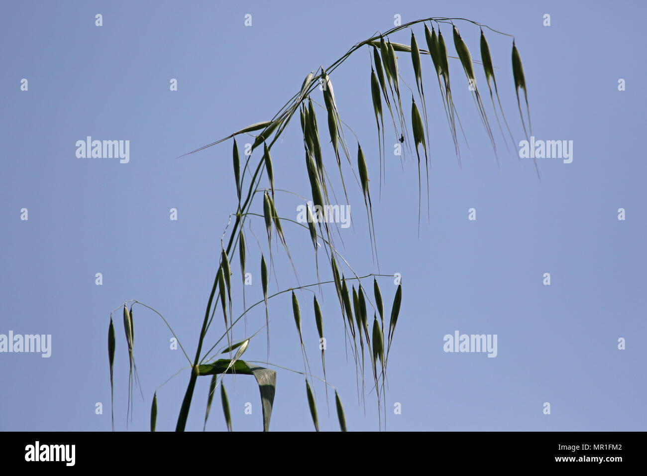 Desaliñada Wild Oat planta con la luz detrás del nombre latino Avena  sterilis o sativa o fatua en Italia en primavera Fotografía de stock - Alamy