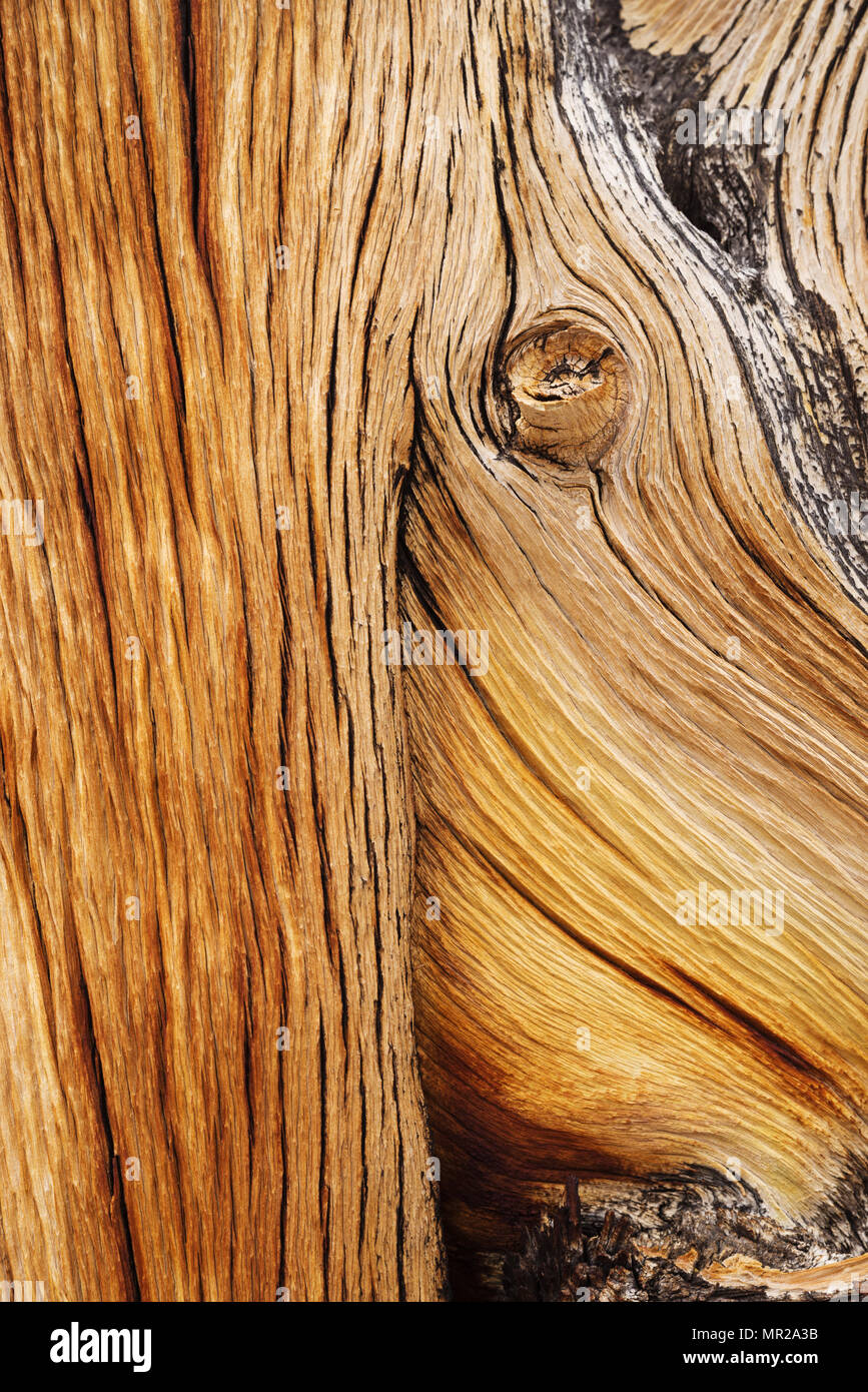 Madera de pino bristlecone desgastado detalle de un viejo tronco de árbol Foto de stock