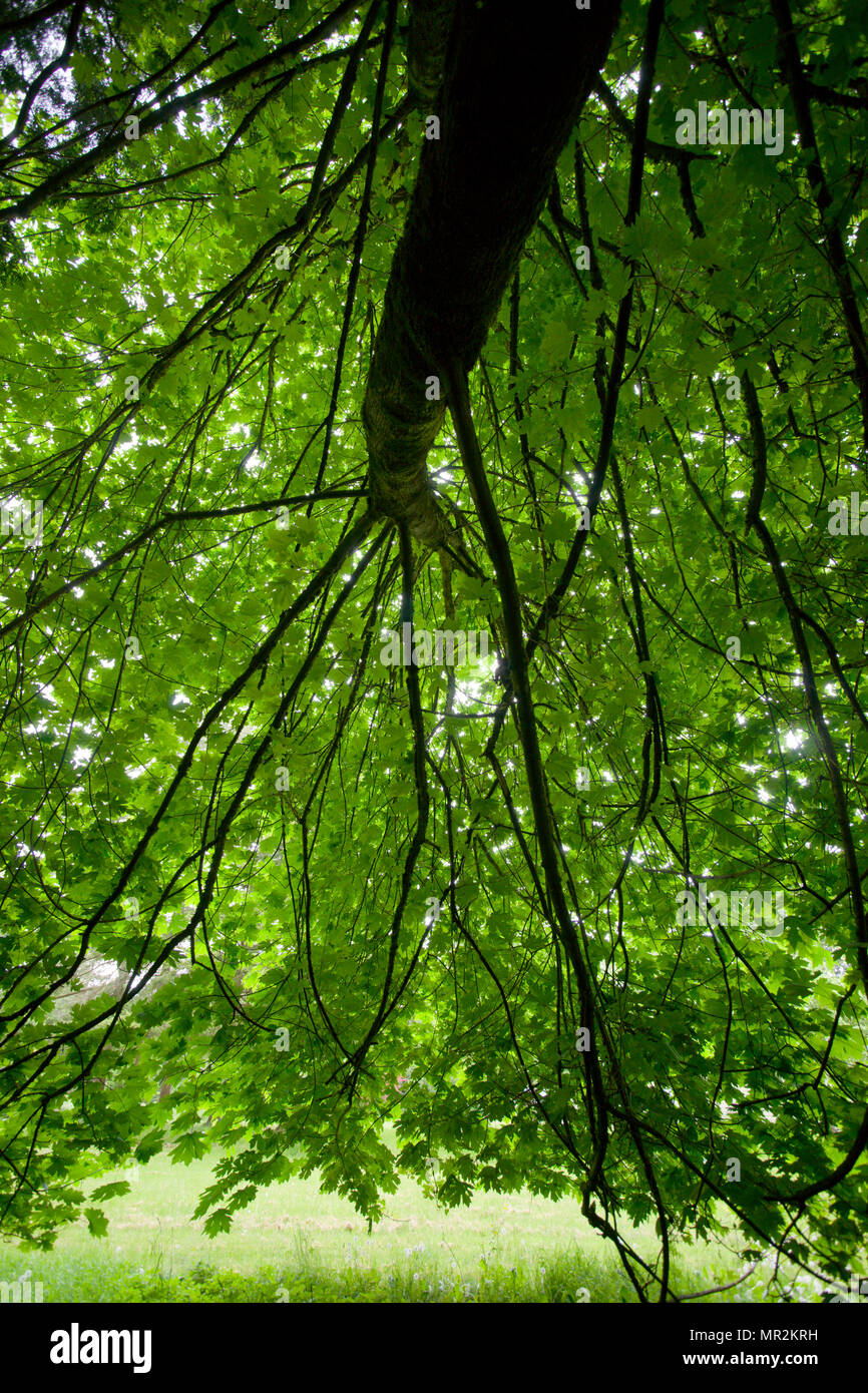 Acer macrophyllum, Bigleaf Mapleac Foto de stock